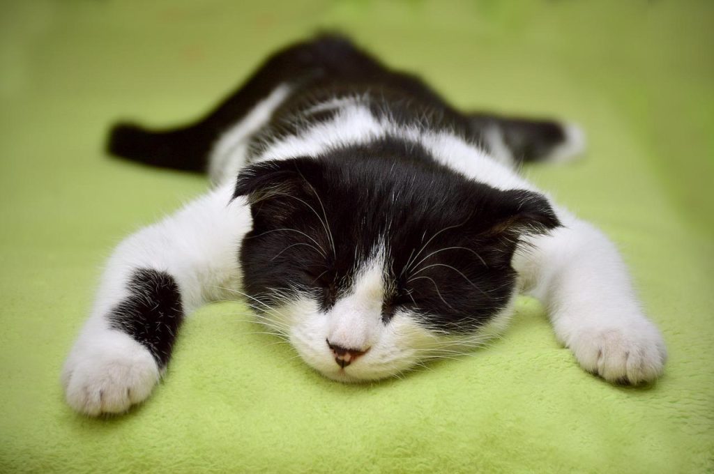 Chat endormi sur une couverture verte : le sommeil léger, on dort d'un œil