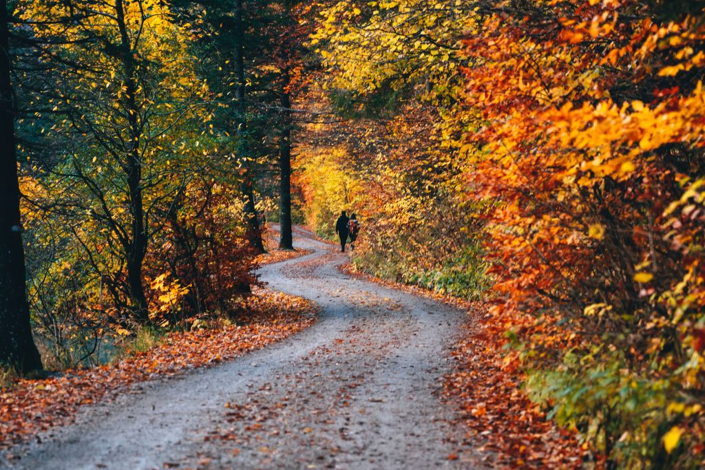 Promenade en forêt en automne, à la lumière du jour