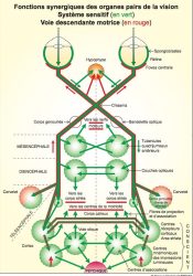 Centre Cohérence - La méthode G.Quertant